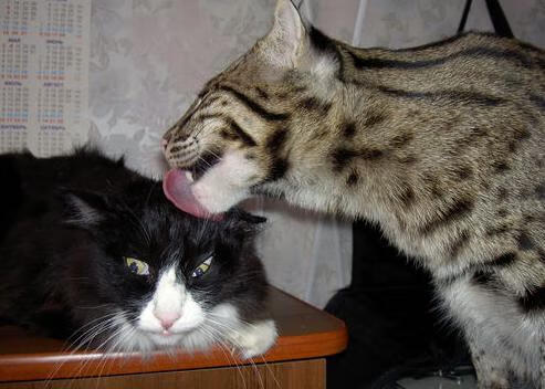 F1年度争冠之夜，阿圭罗关键时刻站出来的启示，跨界英雄与命运的交汇点