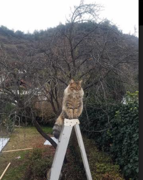 西决生死战之夜,拉文展现巨星价值,芝加哥的救赎与重生