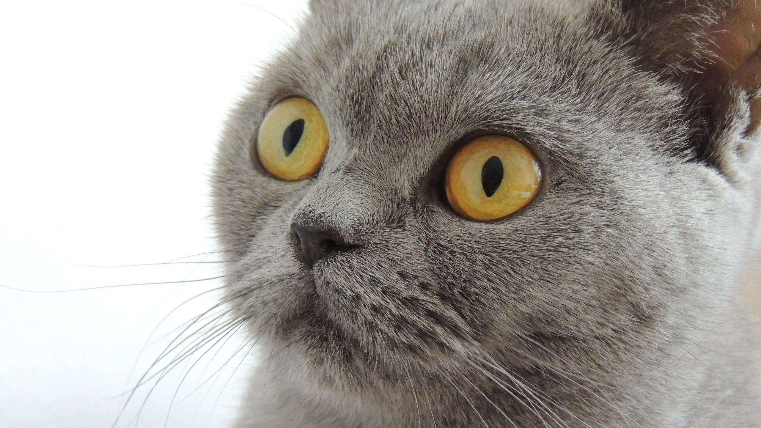 荷兰新星莱奥闪耀欧战舞台,一锤定音助亚特兰大攻克强敌